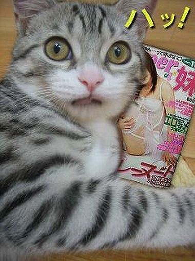 印刷可能 面白い 猫 画像 笑える 最高の画像壁紙日本aghd